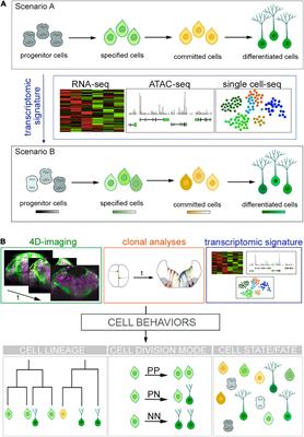 From Cell States to Cell Fates: How Cell Proliferation and Neuronal Differentiation Are Coordinated During Embryonic Development